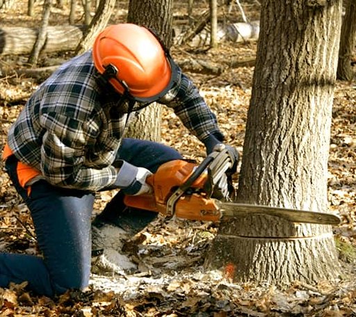 Tree Removal in Spruce, MI